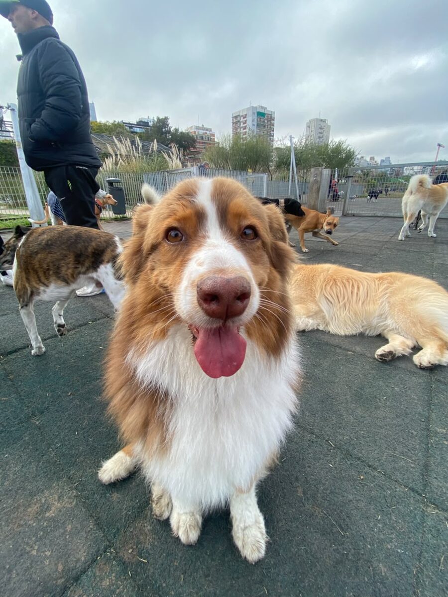 Perro de El Club Can durante una salida