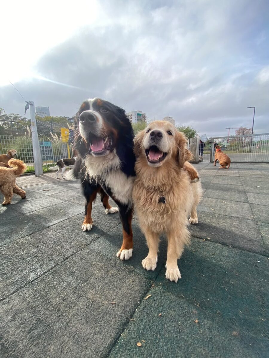 Perros disfrutando una salida en el parque